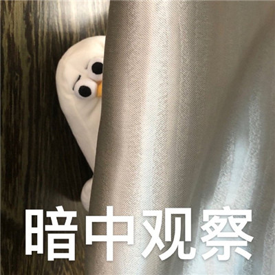 魔性海鸥搞笑微信表情包