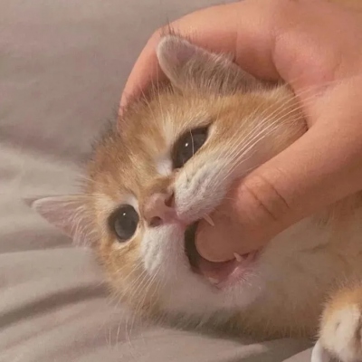 超可爱的萌宠头像