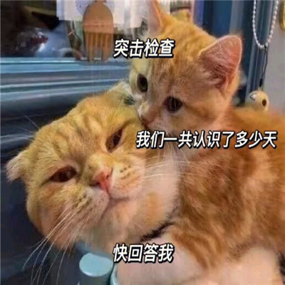 开心到爆的表情