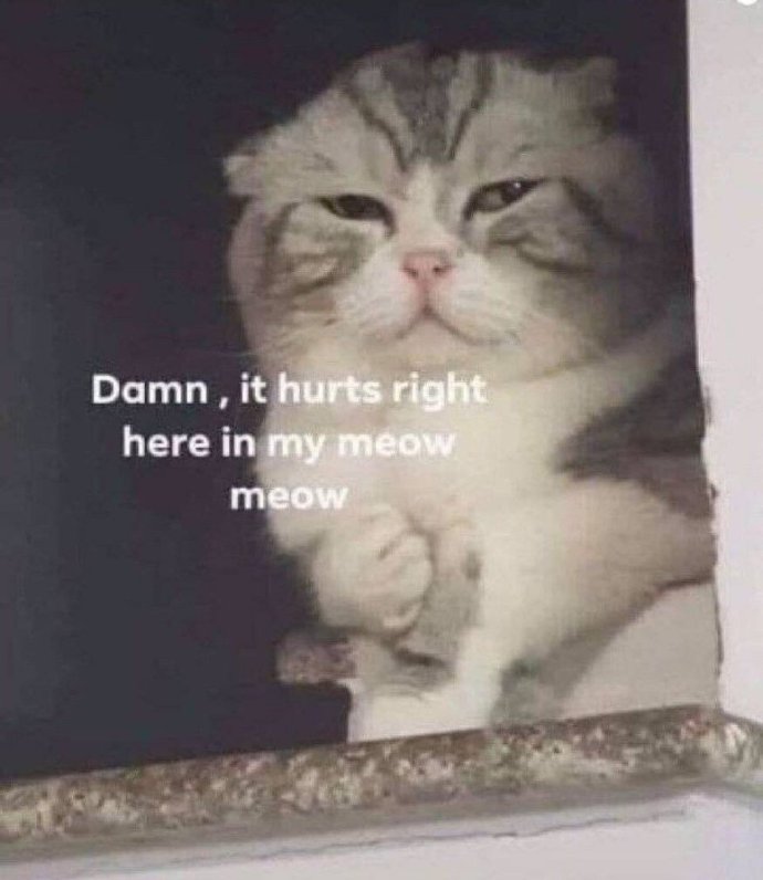 怼人耍赖小猫咪微信表情包