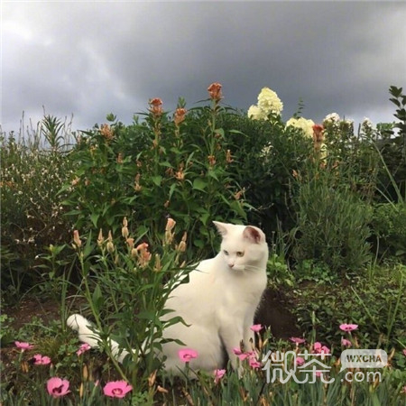 适合春天用的朋友圈背景图