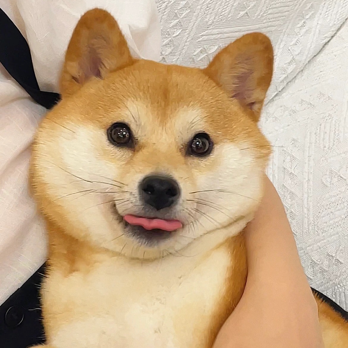 萌宠柴犬微信头像