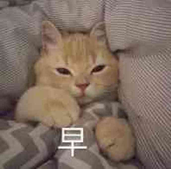 早上相关的搞笑微信表情包