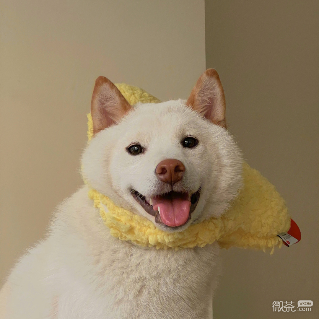 柴犬可爱微信头像