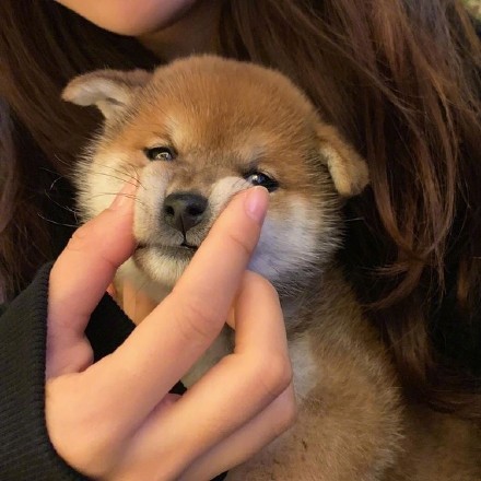 小可爱柴犬微信头像