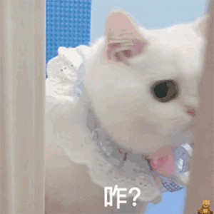 沙雕动态小猫猫微信表情包