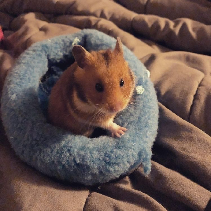 可爱的仓鼠搞怪微信头像