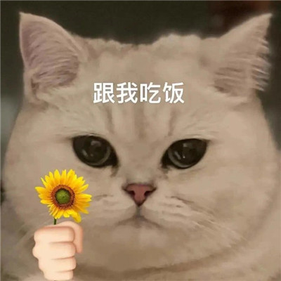 猫猫送花超萌超可爱表情包