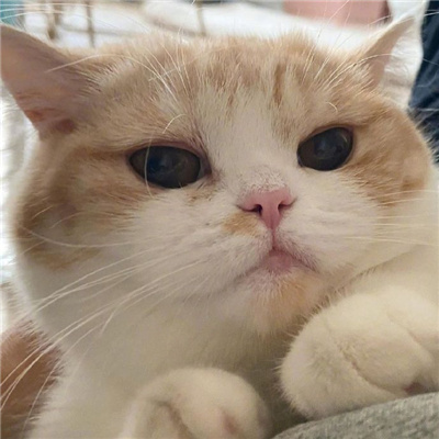 可爱又好看的小猫咪头像