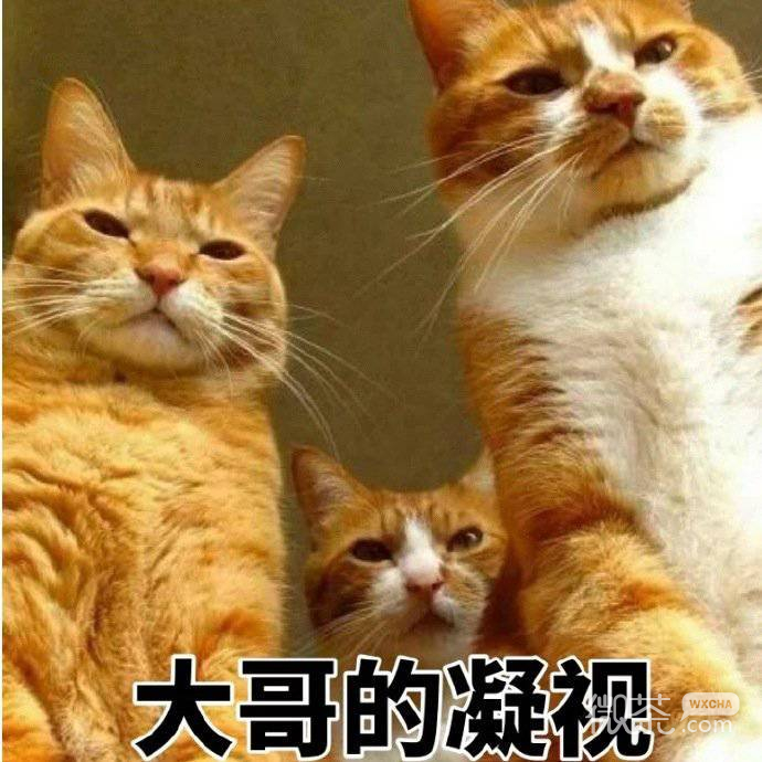 动画好玩好笑微信表情包