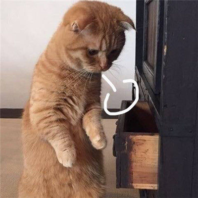 动物叹气可爱微信头像