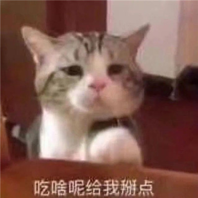 小猫咪超级可爱卖萌表情包