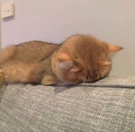 猫猫睡不醒微信表情包