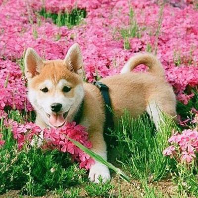 超级可爱的动物狗狗头像