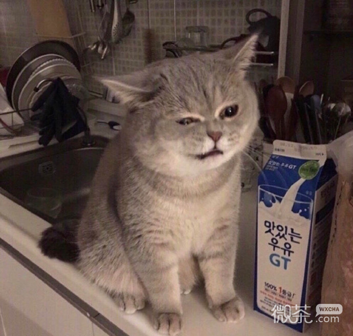 非常可爱的呆萌猫咪微信头像