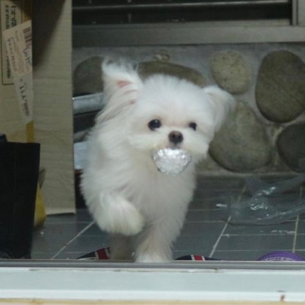 小狗叼着东西向你奔来可爱微信头像