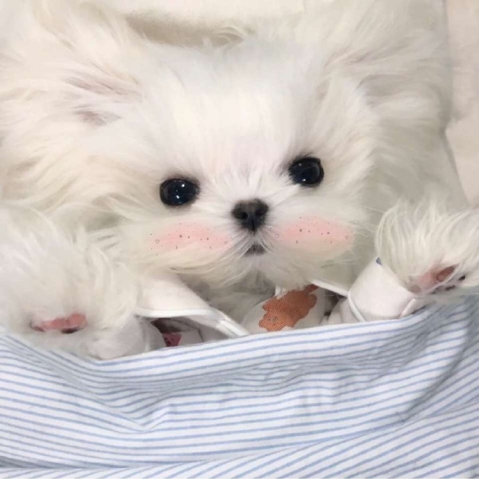 清新漂亮的个性微信头像