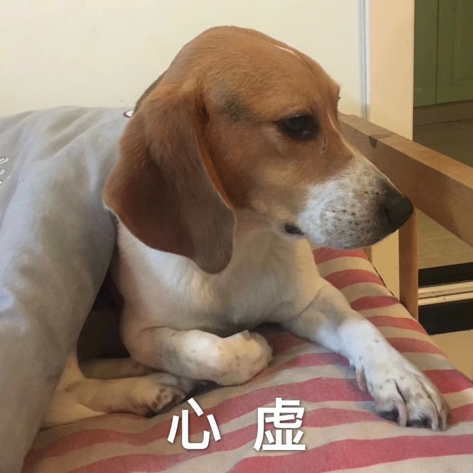 狗狗赖王八图图可爱微信表情包