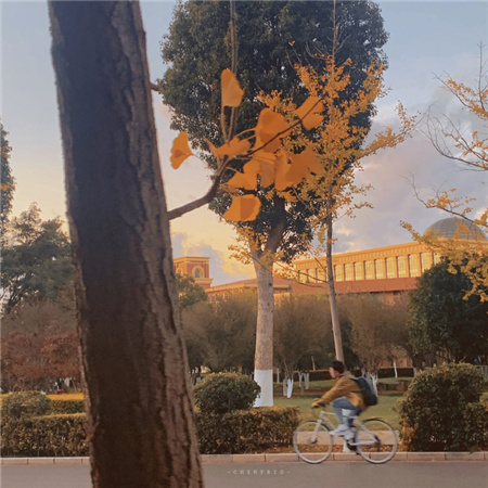 初秋朦胧感的日常背景图