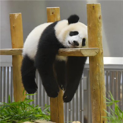 很搞怪的又很俏皮的情侣头像