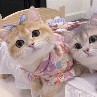 可爱猫咪情侣微信头像