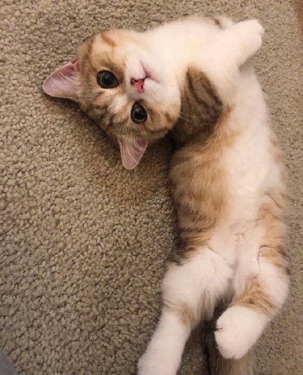可爱的矮脚小猫微信头像