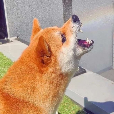 治愈系萌宠可爱微信头像