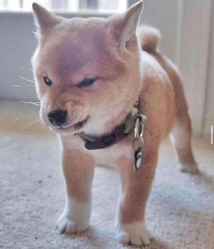 可爱的憨憨小柴犬微信头像