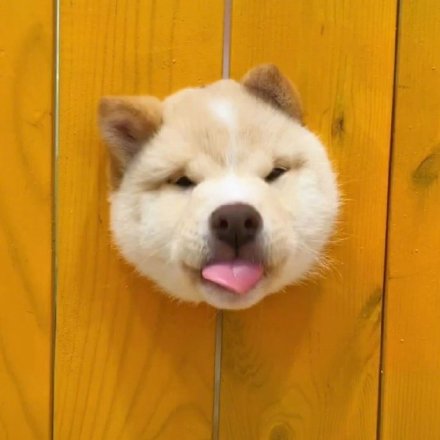 洞洞狗可爱微信头像