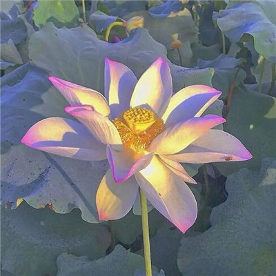 中年妈妈的个性微信头像