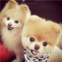 可爱萌萌的好看的宠物头像