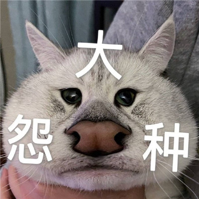 大怨种表情包合集