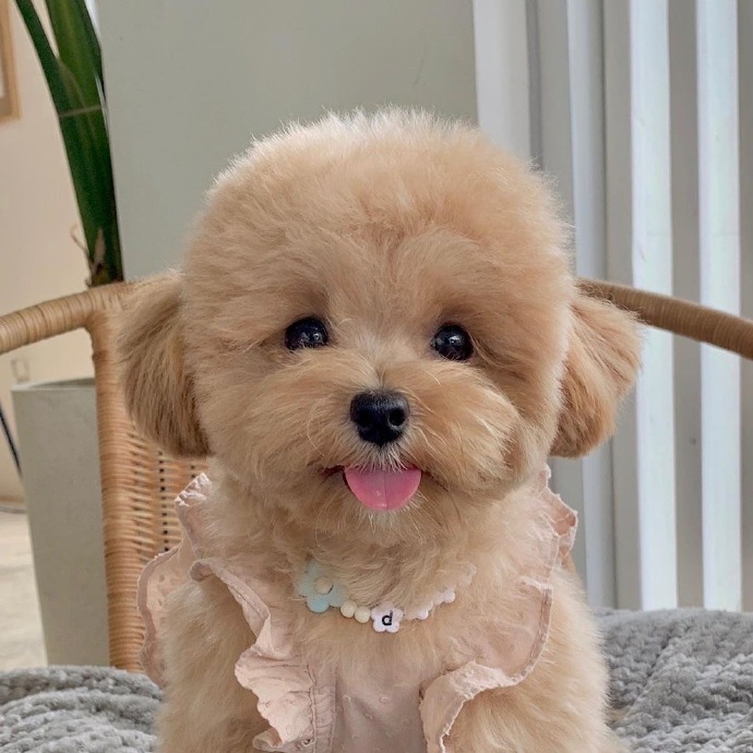 最可爱狗狗微信头像