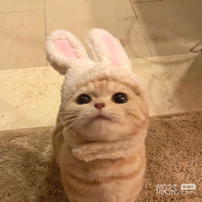 非常可爱的呆萌猫咪微信头像