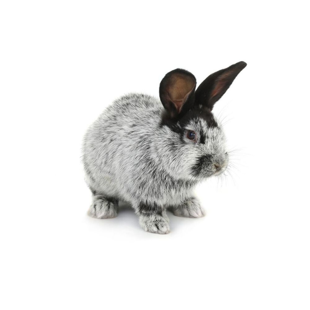 白底可爱小兔兔微信头像