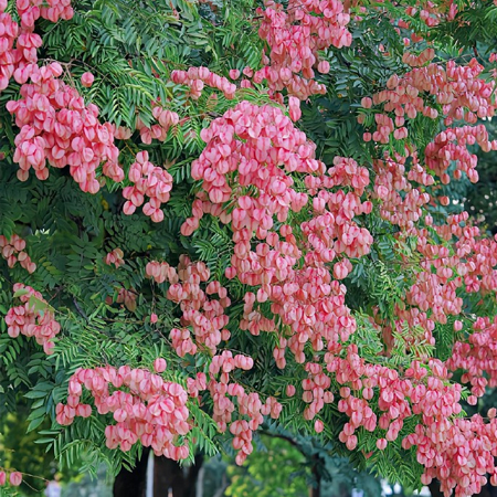 最新超级绚烂好看的栾树花图片