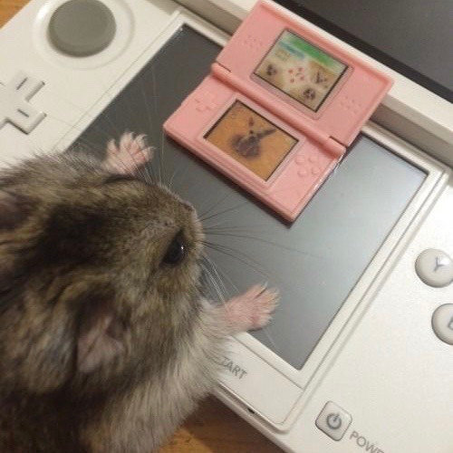 可爱的仓鼠搞怪微信头像