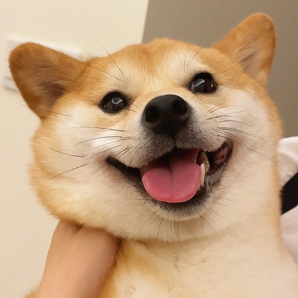 萌宠柴犬微信头像