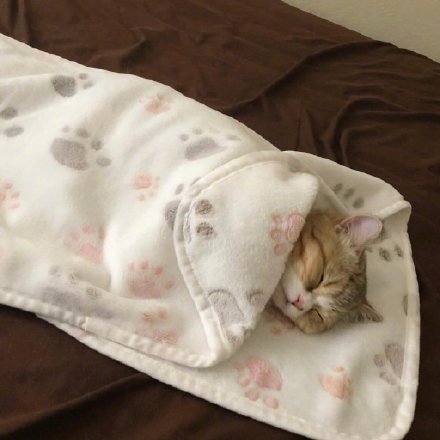 可爱的矮脚小猫微信头像