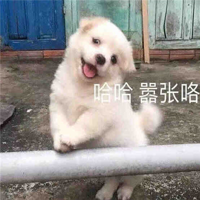 姐妹情感沟通专用表情包