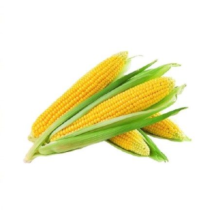 白底蔬菜微信头像