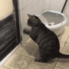 沙雕猫猫欢乐动态微信表情包