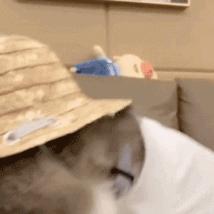 今日份萌宠可爱动态微信表情包