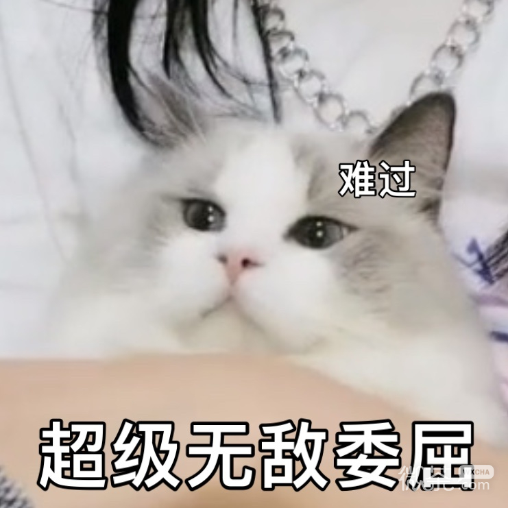 超可爱的猫咪戴安娜微信表情包