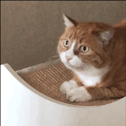 超级沙雕的gif表情