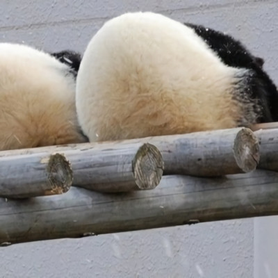 可爱的有个性的熊猫微信头像