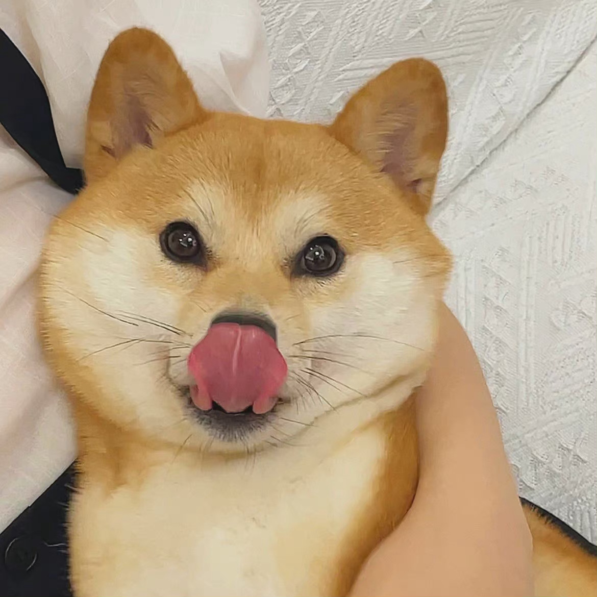 萌宠柴犬微信头像