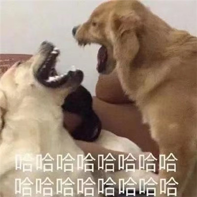 超开心的哈哈哈哈斗图微信表情包