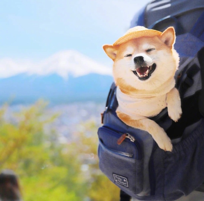 爱笑的可爱狗子微信头像