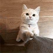 猫猫沙雕动态微信表情包